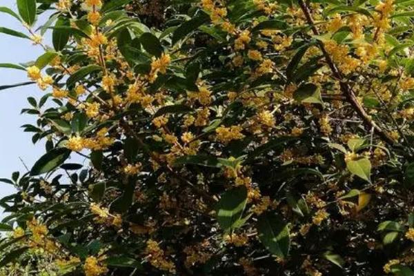 金桂花怎么繁殖,可扦插、嫁接或压条繁殖