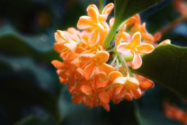 金桂花怎么繁殖,可扦插、嫁接或压条繁殖