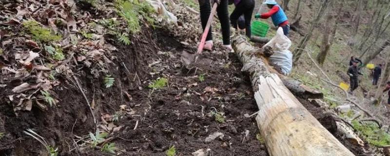 猪苓的种植时间