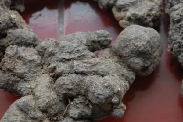 猪苓的种植时间,4-5月份土壤解冻后种植