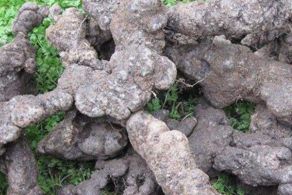 猪苓的种植时间,4-5月份土壤解冻后种植