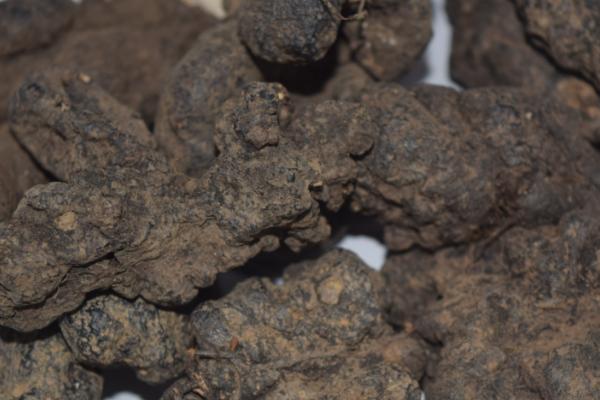 猪苓的种植时间,4-5月份土壤解冻后种植