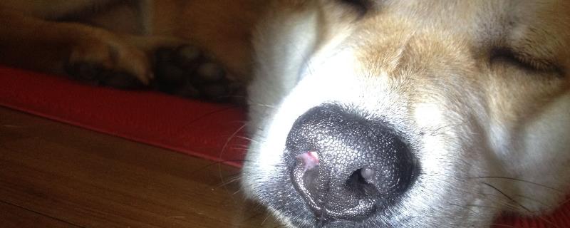 狗一侧鼻孔流血是怎么回事