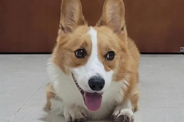 狗一侧鼻孔流血是怎么回事,可能是外伤或者天气干燥导致的