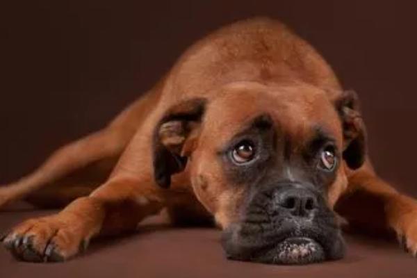 狗一侧鼻孔流血是怎么回事,可能是外伤或者天气干燥导致的