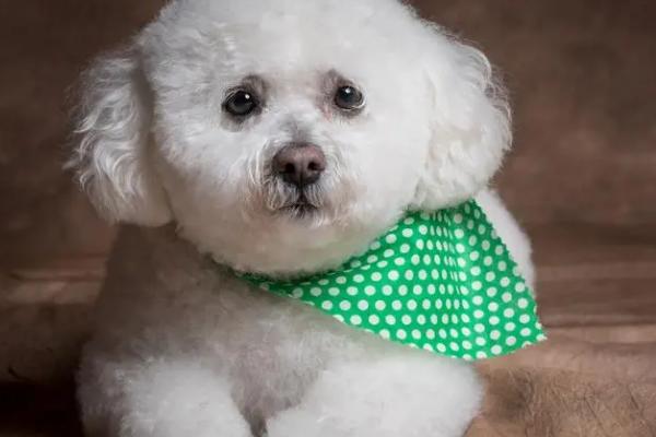 狗一侧鼻孔流血是怎么回事,可能是外伤或者天气干燥导致的