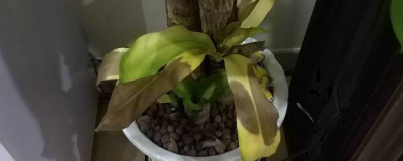 巴西木叶子为什么发黄