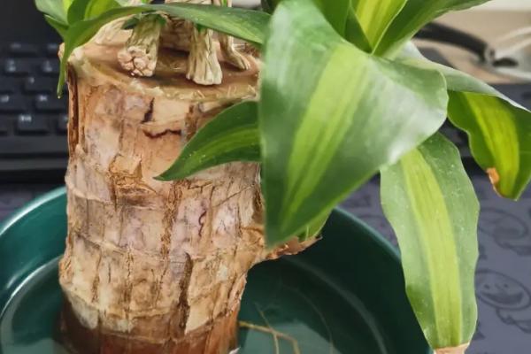 巴西木叶子为什么发黄,浇水不当或温度不适都会导致