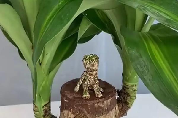 巴西木叶子为什么发黄,浇水不当或温度不适都会导致