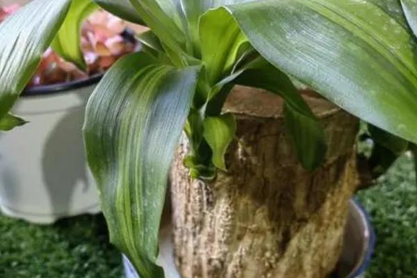 巴西木叶子为什么发黄,浇水不当或温度不适都会导致