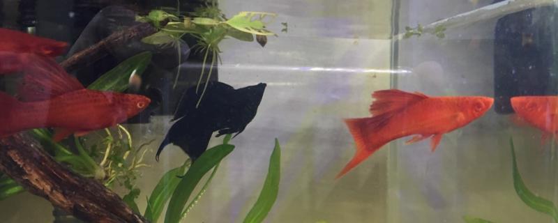 鱼身上的粘液大量脱落怎么办