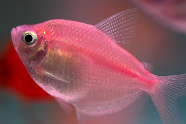 鱼身上的粘液大量脱落怎么办,可以用老三样治疗