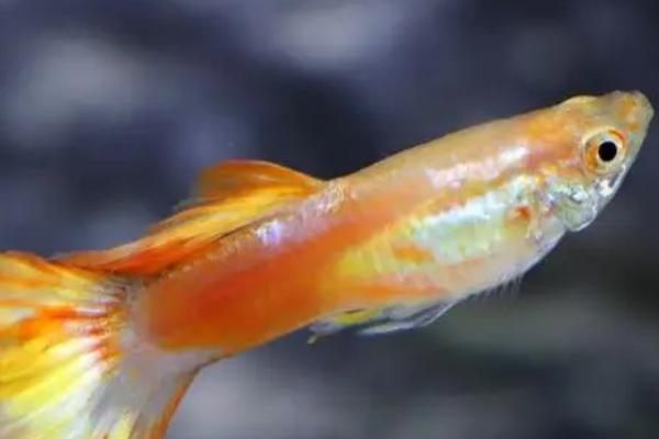 鱼身上的粘液大量脱落怎么办,可以用老三样治疗