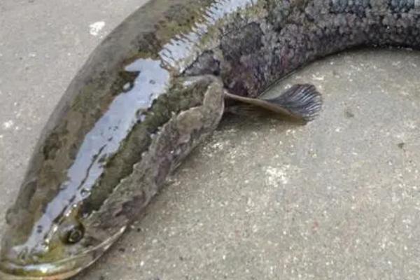 鱼身上的粘液大量脱落怎么办,可以用老三样治疗