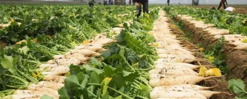 白萝卜高产要点