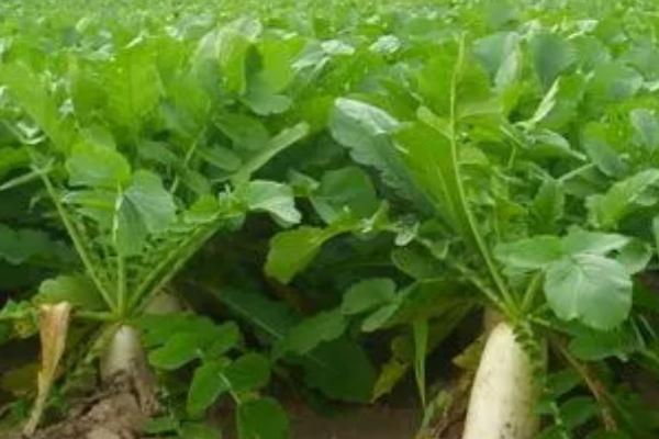 白萝卜高产要点,幼苗长出真叶后要间苗补苗