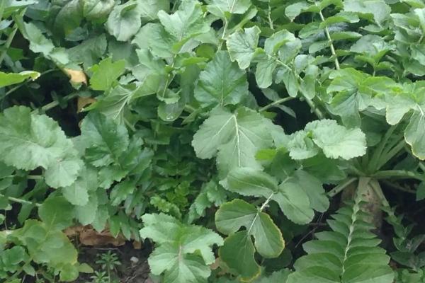 白萝卜高产要点,幼苗长出真叶后要间苗补苗