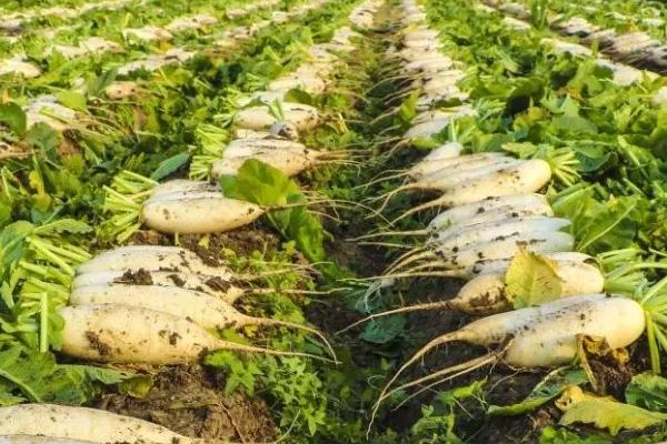 白萝卜高产要点,幼苗长出真叶后要间苗补苗