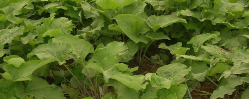 牛蒡的种植要点