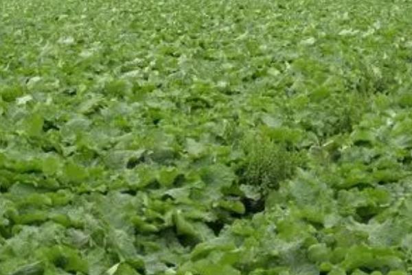 牛蒡的种植要点,需做好间苗、中耕、追肥等工作