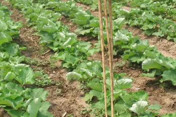 牛蒡的种植要点,需做好间苗、中耕、追肥等工作