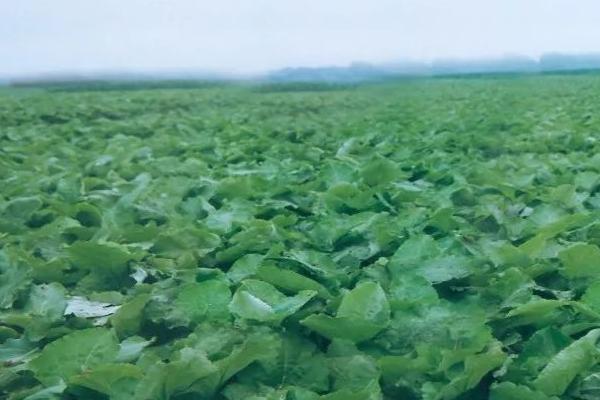 牛蒡的种植要点,需做好间苗、中耕、追肥等工作