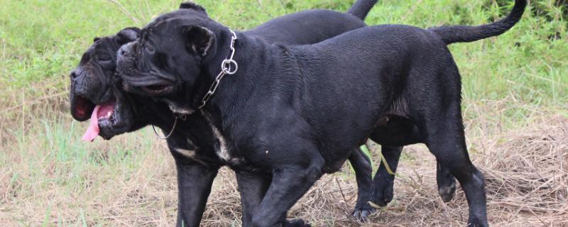 卡斯罗适合什么人养