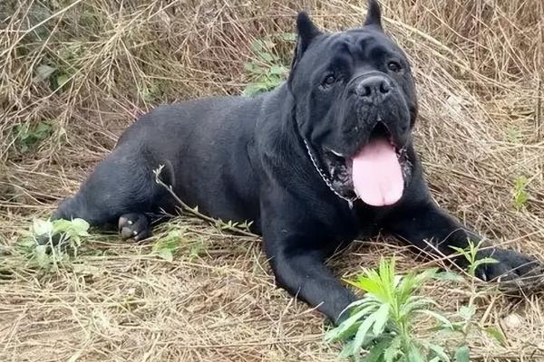 卡斯罗适合什么人养,适合需要看家护院的人养