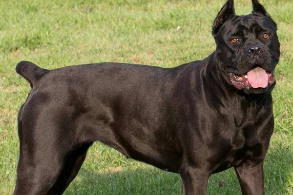 卡斯罗适合什么人养,适合需要看家护院的人养