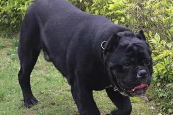 卡斯罗适合什么人养,适合需要看家护院的人养