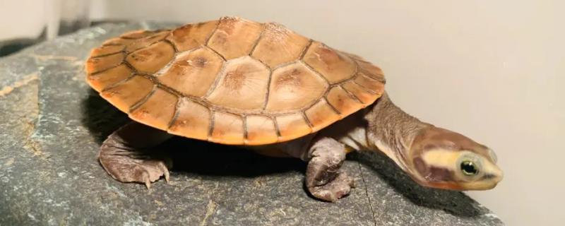 圆澳龟吃不吃鱼的粪便