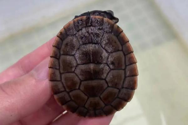 圆澳龟吃不吃鱼的粪便,一般不会将鱼粪当作食物