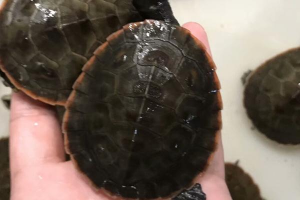 圆澳龟吃不吃鱼的粪便,一般不会将鱼粪当作食物