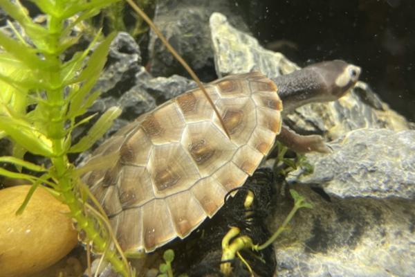 圆澳龟吃不吃鱼的粪便,一般不会将鱼粪当作食物