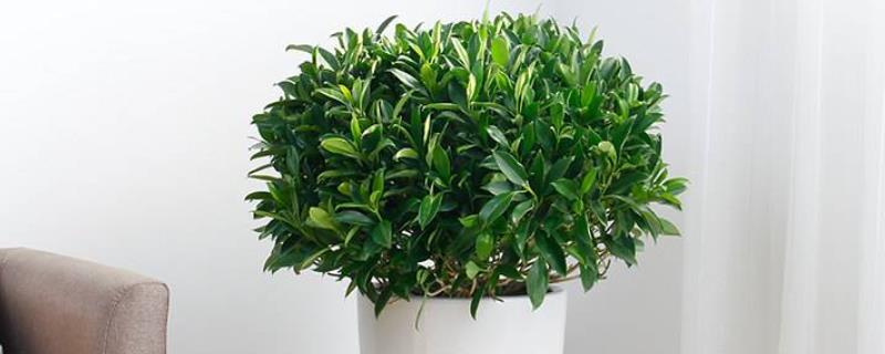 非洲茉莉不开花是怎么回事