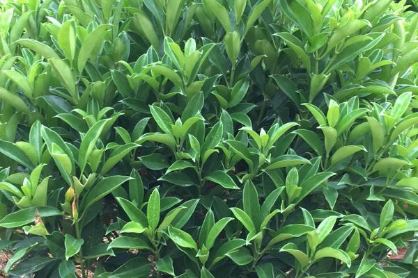 非洲茉莉不开花是怎么回事,浇水不合理或空气干燥会导致