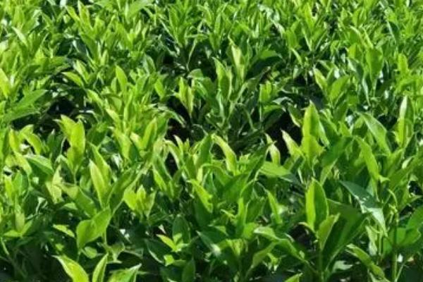 非洲茉莉不开花是怎么回事,浇水不合理或空气干燥会导致