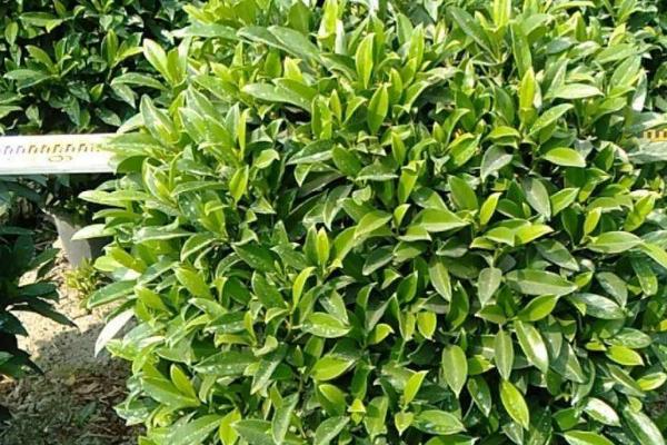 非洲茉莉不开花是怎么回事,浇水不合理或空气干燥会导致