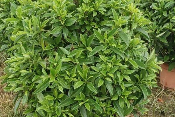 非洲茉莉不开花是怎么回事,浇水不合理或空气干燥会导致