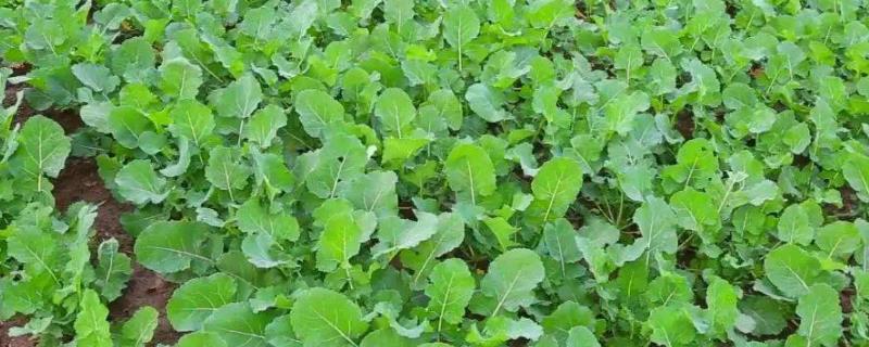 迟栽油菜高产管理法