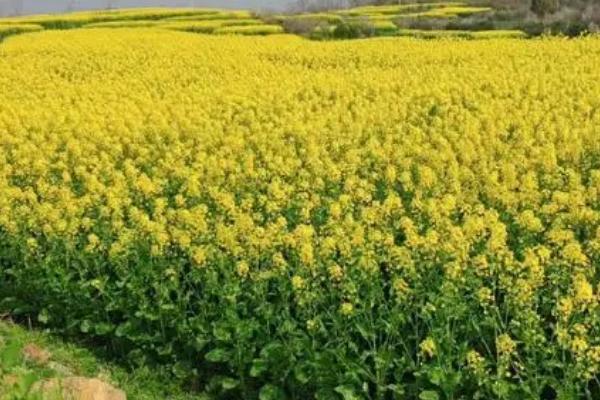 迟栽油菜高产管理法,应及时中耕