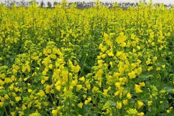 迟栽油菜高产管理法,应及时中耕