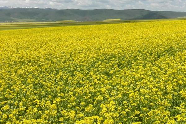 迟栽油菜高产管理法,应及时中耕