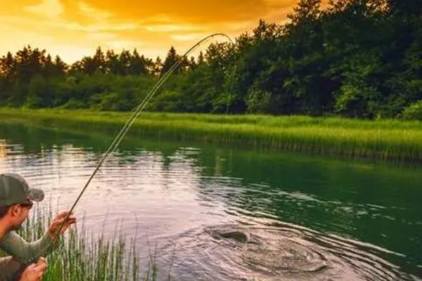 垂钓鲤鱼能不能使用药酒,可以使用且诱鱼效果较好