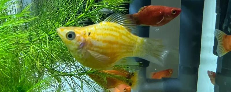 玛丽鱼好不好养