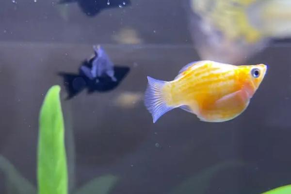 玛丽鱼好不好养,养殖难度比较低