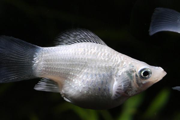 玛丽鱼好不好养,养殖难度比较低