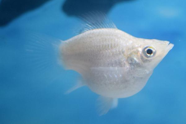 玛丽鱼好不好养,养殖难度比较低