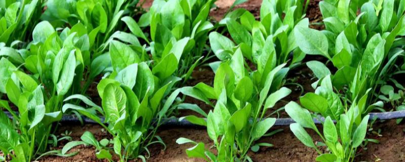 菠菜什么时候种植