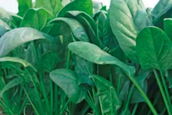 菠菜什么时候种植,一年四季均可种植